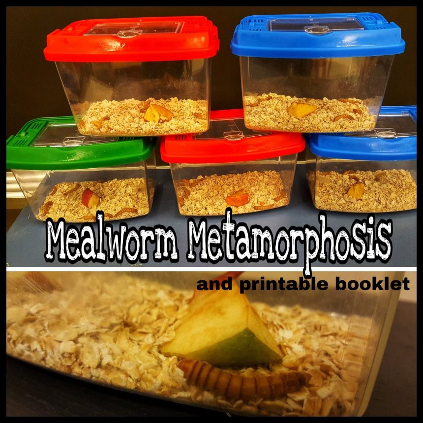 Grade 2 Science Mealworms HandsOn Teaching Ideas Primary Adventures