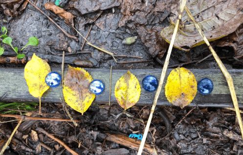 outdoor learning activities shows a pattern made from berries and leaves.