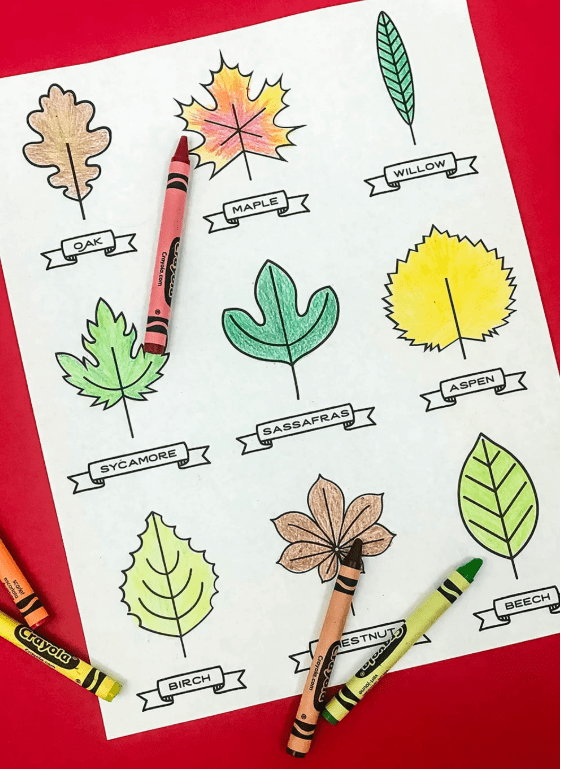 outdoor learning activity shows a free printable with leaves.