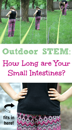 how long are your small intestines image.