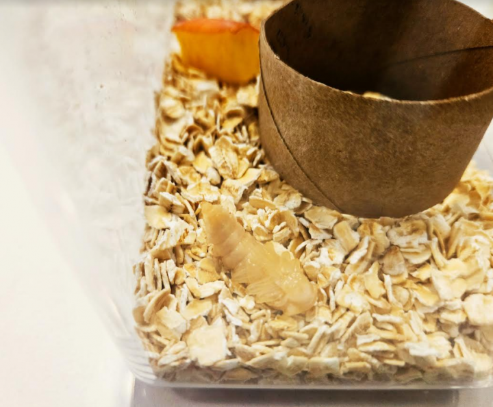 life cycle image shows a mealworm pupa in a container.
