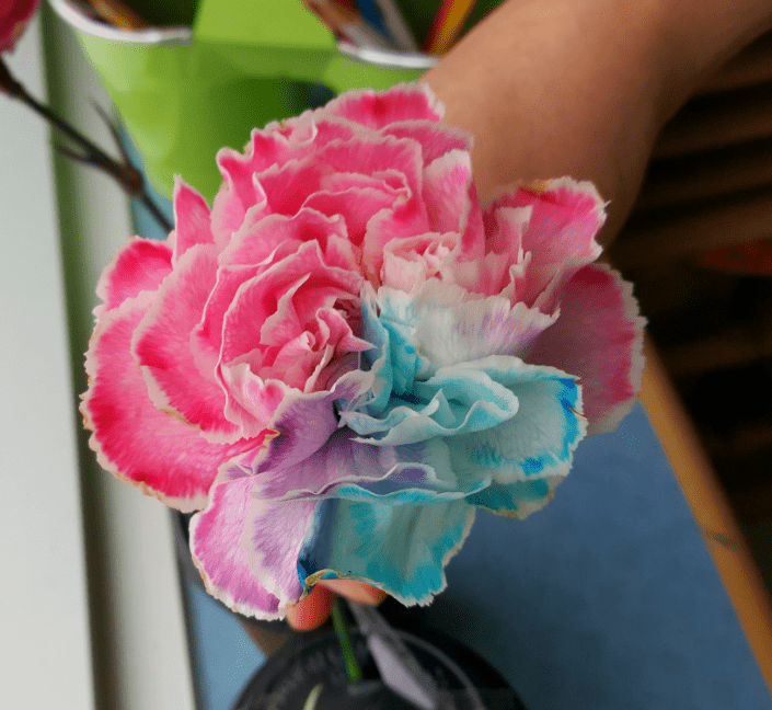 science experiments for kids shows a colorful flower.