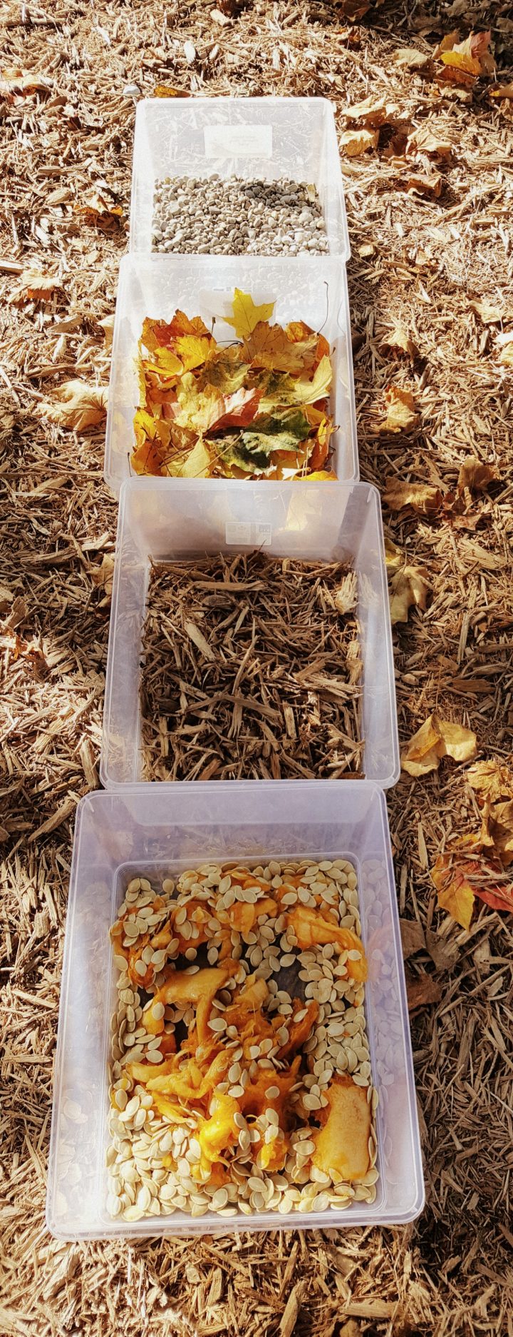 fall sensory walk shows a row of bins with stones, leaves, twigs and pumpkin guts.