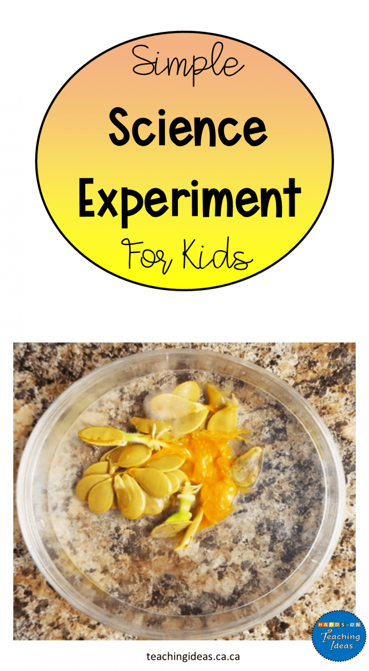 simple science experiment shows a petri dish with molding pumpkin seeds.