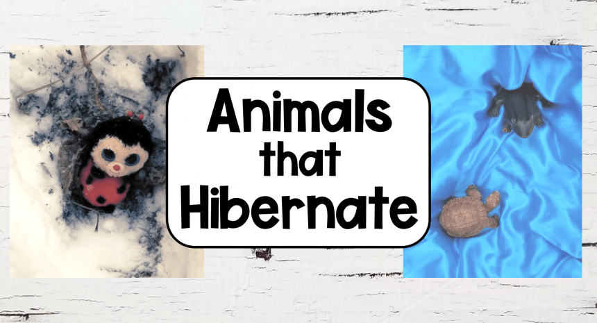 Animals that Hibernate – Winter Homes