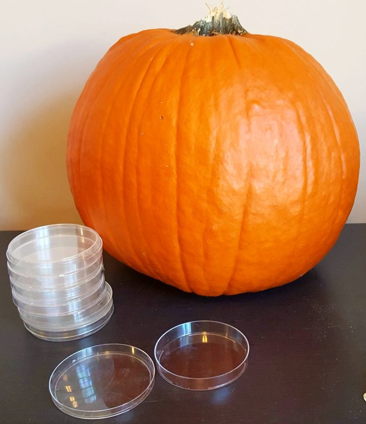 science experiments for kids shows a large pumpkin and a stack of petri dishes.