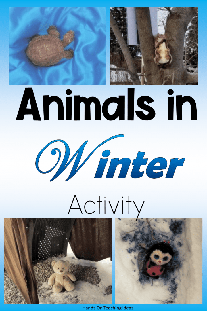 winter activities shows animals in winter.