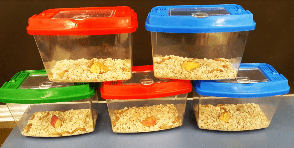 Exciting Grade 2 Science Mealworm Experiments