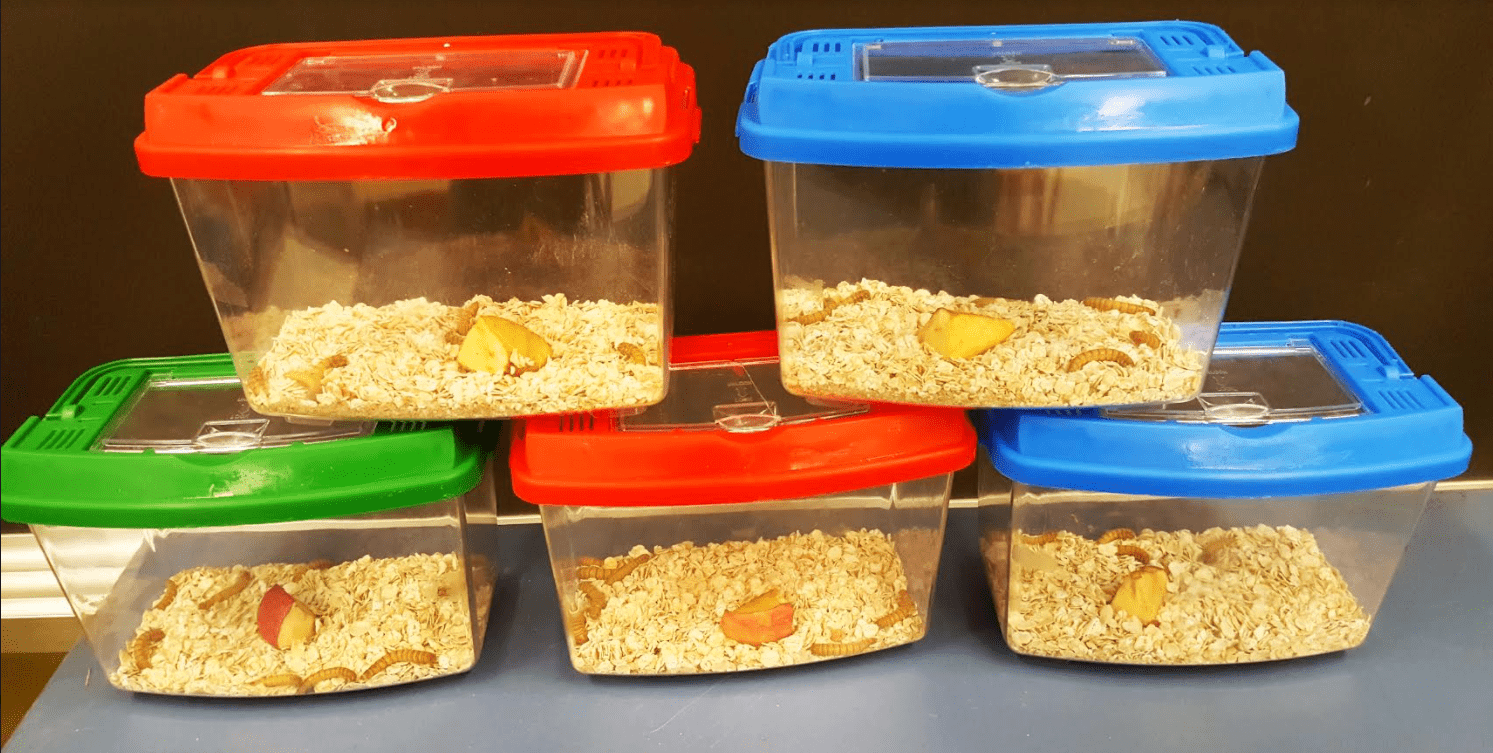Exciting Grade 2 Science Mealworm Experiments
