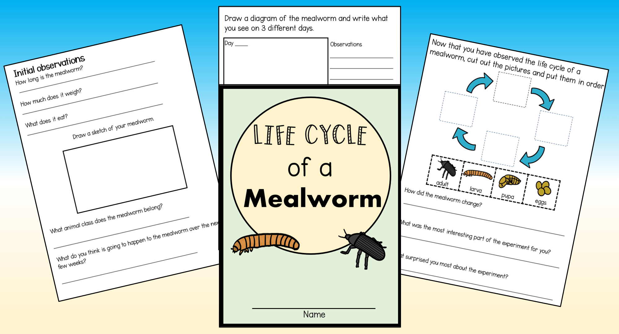 Exciting Grade 2 Science Mealworm Experiments