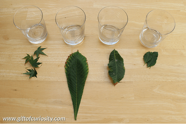 cool science experiments for kids shows four cups and four leaves in front of each.