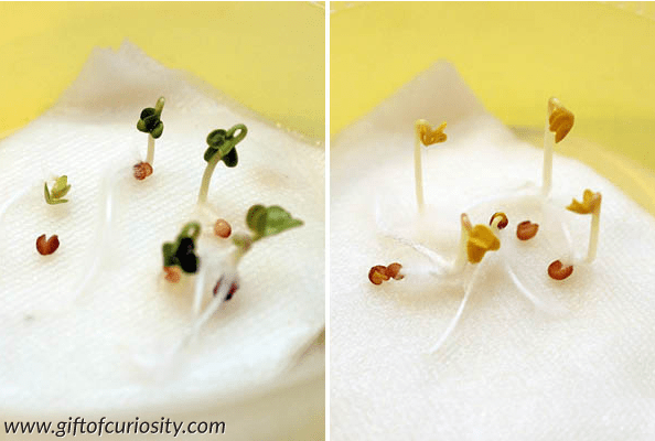 science experiments for kids shows a paper towel with seeds sprouting off it.