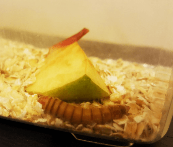 Exciting Grade 2 Science Mealworm Experiments