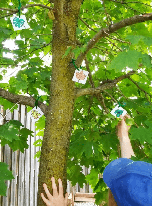 outdoor scavenger hunt shows a child reaching for printed pictures of leaves in the tree.