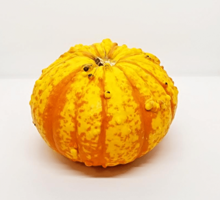 fall activity shows a pumpkin with bumps.