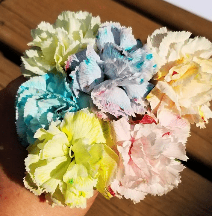 spring outdoor learning activities shows a collection of multicolored flowers