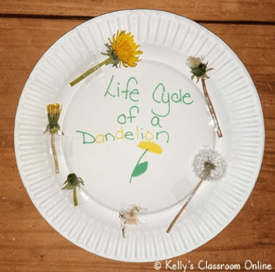 science for kids shows a plate with six pieces of dandelions at various stages of growth like a life cycle