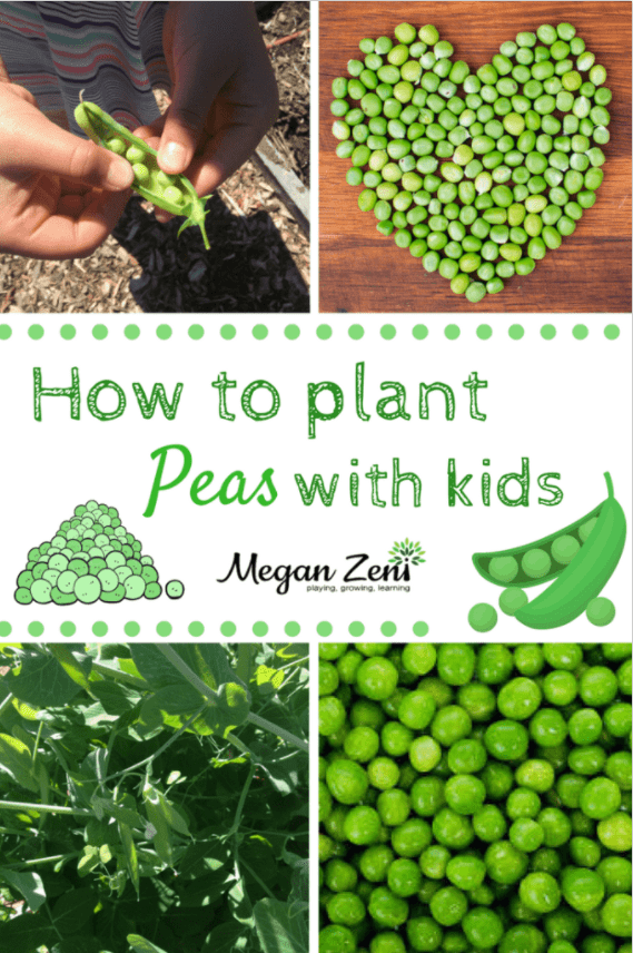 outdoor activities shows a pinterest pin of how to plant peas with kids