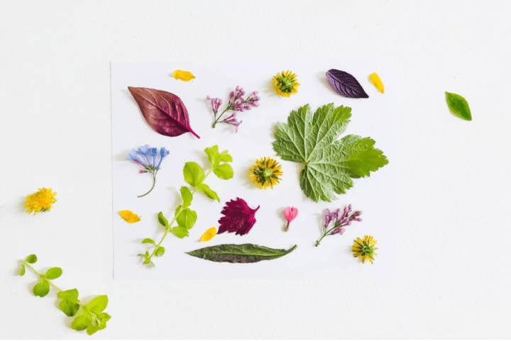 nature craft shows a collection of colorful leaves and flowers