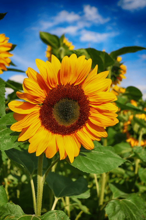 spring outdoor learning activities shows a sunflower