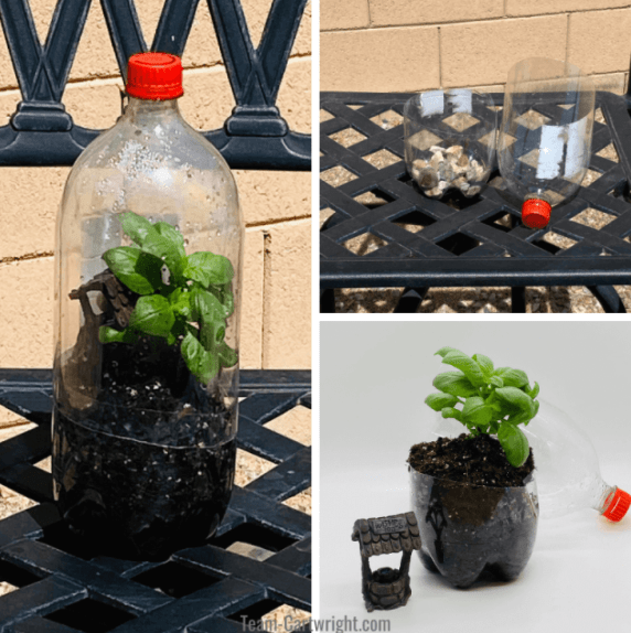 science experiment for kids shows a plant growing in a pop bottle