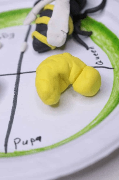 spring science activity shows a yellow shape to represent a bee pupa and a bee in the background