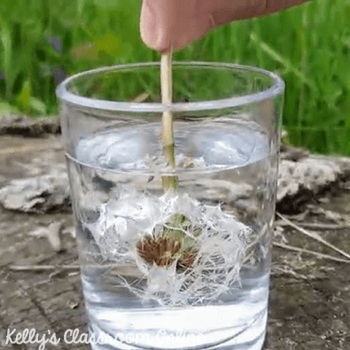 outdoor learning activities shows a white dandelion being dipped in water