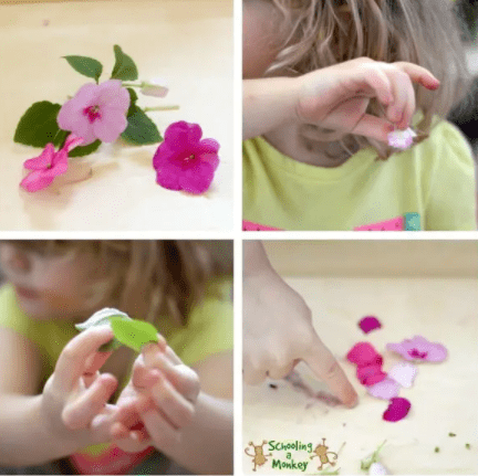spring stem activities for kids shows four boxes with flowers and a child experimenting with the flowers