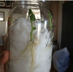 spring stem activities show a person holding a clear jar with a sprouting bean
