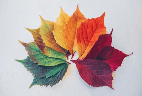 fall activities for kids shows a color wheel of leaves.