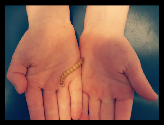 summer life cycle activity shows a child holding a mealworm