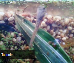 summer stem activity shows a tadpole in water