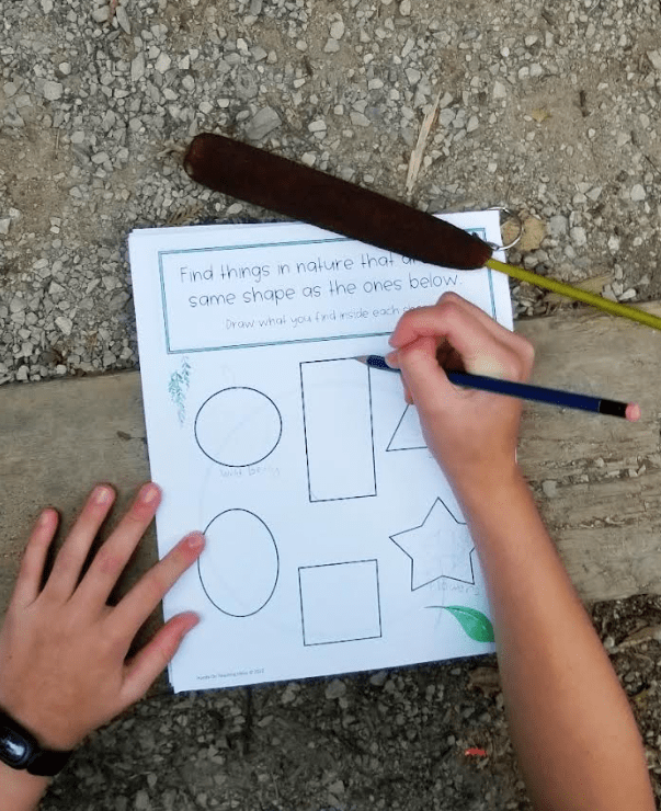 outdoor activities for kindergarten shows a cattail plant and a child drawing it in a book.