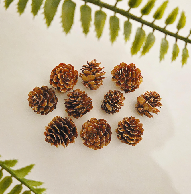 outdoor learning booklet shows a collection of pinecones.