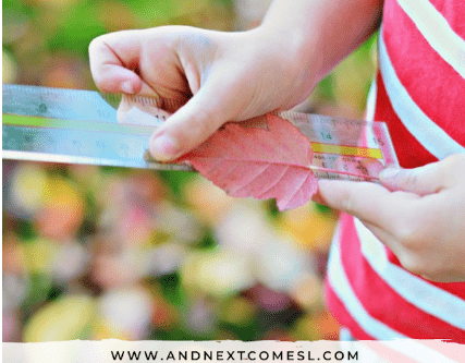 fall math activity shows a child measuring a leaf on a ruler.