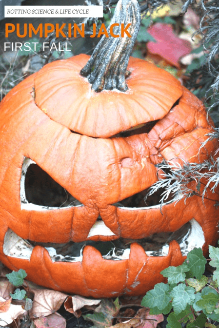 stem lessons for kids shows a rotting pumpkin in the forest.