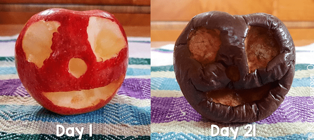 fall science experiment shows two apples.  One fresh and the other mummified.