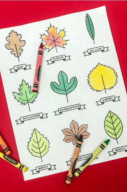 fall outdoor classroom shows a printable leaf hunt.
