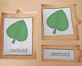 fall outdoor learning activities shows a leaf match game cards.