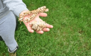 fall scavenger hunt shows a child with a handful of nature items.