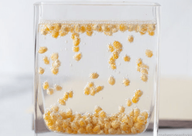 science experiments for kids shows popcorn floating in a clear jar with liquid.