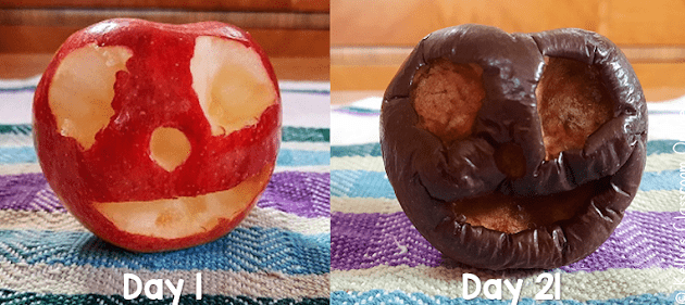 STEM activity shows two apples.  One from day 1 looks ripe and the other on day 21 is rotten like a mummy.