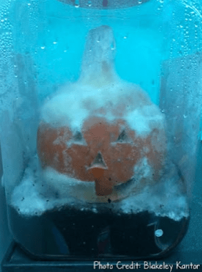 science experiments for kids shows a pumpkin carved and sitting and rotting in a jar.