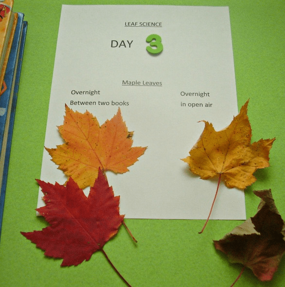 fall worksheet shows leaves and four leaves on top.
