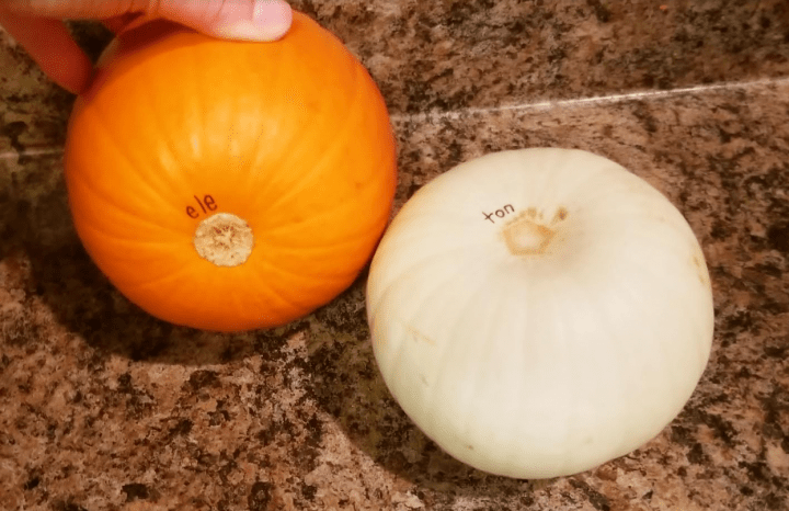 Fall sTEM shows two fall pumpkins.