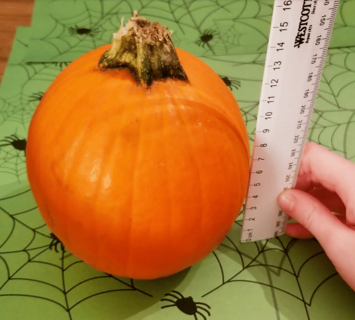 Pumpkin Investigation shows a child holding a ruler to measure the height of a pumpkin.