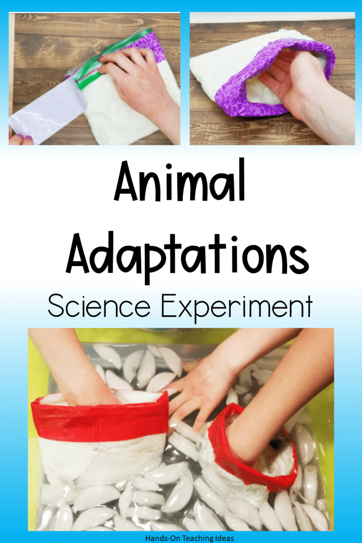 winter activities shows animal adaptations and a child putting their hand in a lined bag.