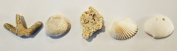 easy outdoor nature art shows an image with 5 shells.