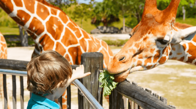 zoo scavenger hunt shows a child close to a giraffe.