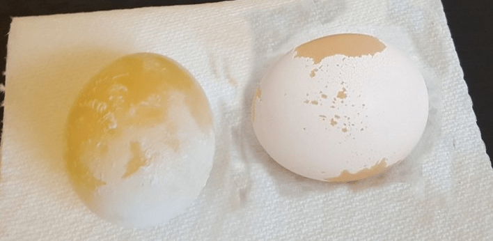 egg experiment shows two eggs with the enamel rubbed off.
